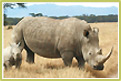 Nakuru National Park